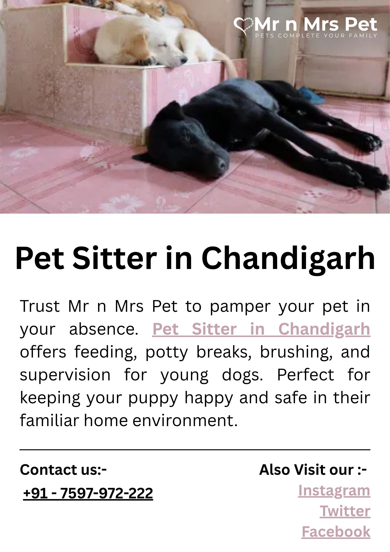 Pet Sitter in Chandigarh